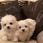 Bichon Maltese Puppies available