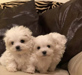 Pets  - Bichon Maltese Puppies available