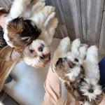 Gorgeous Teddy Bear Lhasa Apso Puppies