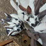 free baby rabbits to good home