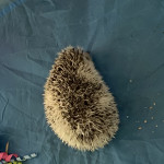 Pygmy hedgehog and vivarium 