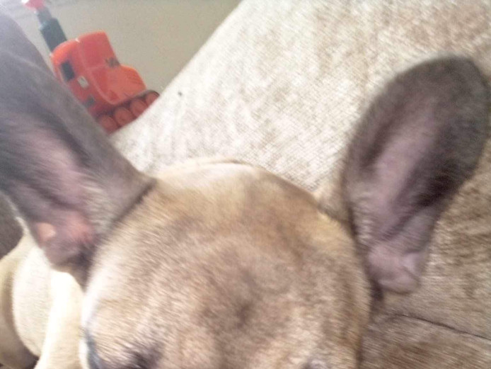 1 MALE FRENCHIE AND FEMALE FRENCHIE FOR SALE 