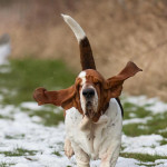 Top Quality Basset Hound At Stud