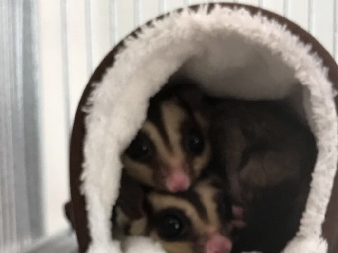 Two male sugar gliders and cage