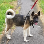 Akita Puppy for sale 