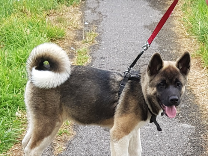 Akita Puppy for sale 