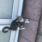 One year old female cat for rehoming 