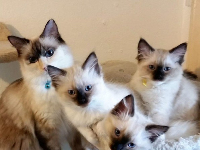 2 Seal Mitted Ragdoll Kittens for Sale