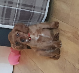 Pets  - Cavapoo puppy for sale