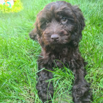 Male cockapoo ready for forever home