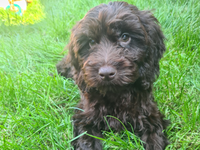 Male cockapoo ready for forever home
