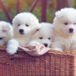Christmas Samoyed pups