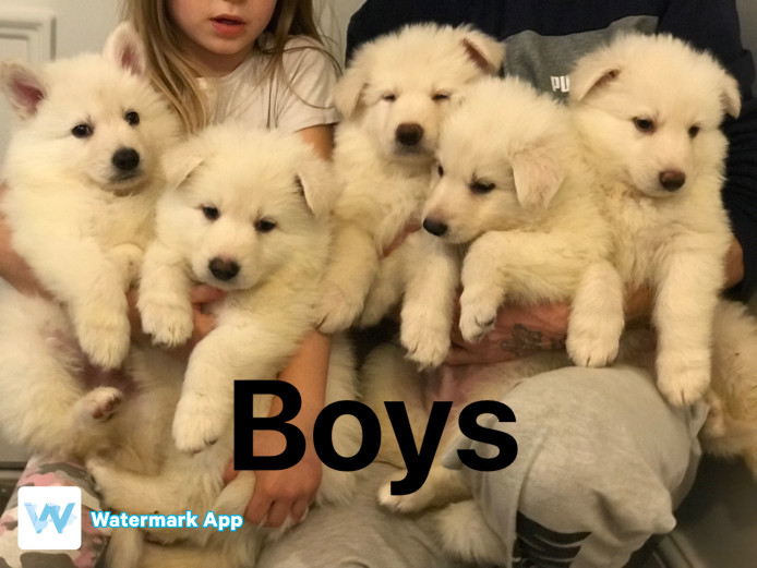 (4 left) stunning pure white German shepherd puppies 