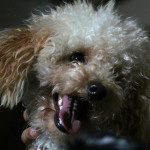 Stunning Apricot Proven Toy Poodle PRA Clear for STUD only