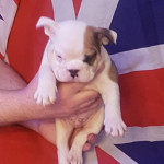 Quality English Bulldogs For Sale