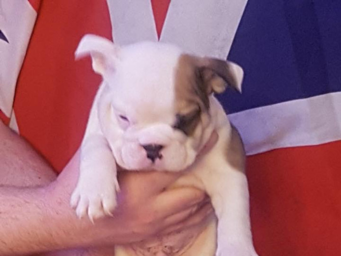 Quality English Bulldogs For Sale