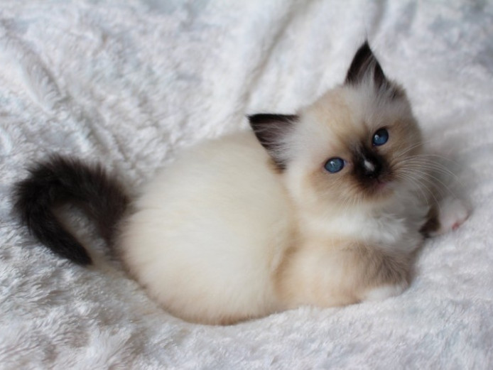 Beautiful Pedigree Ragdoll Kittens!