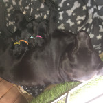 Stunning labs for sale