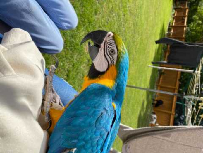 Kiki The Blue And Gold Macaw