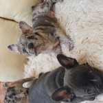 Merle and Blue French Bulldog Puppies