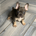 Kc registered French bulldog puppies for sale 