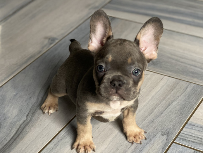 Kc registered French bulldog puppies for sale 