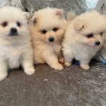 Lovely small Pomeranian puppies