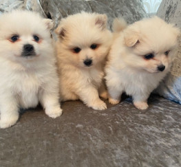 Pets  - Lovely small Pomeranian puppies