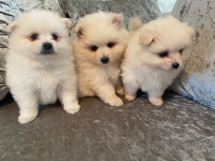 Lovely small Pomeranian puppies