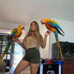 perfect feathers B&G macaws for sale 
