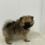 Extreme loyalty, socialized, family raised pure Pom puppies for sale