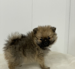 Pets  - Extreme loyalty, socialized, family raised pure Pom puppies for sale
