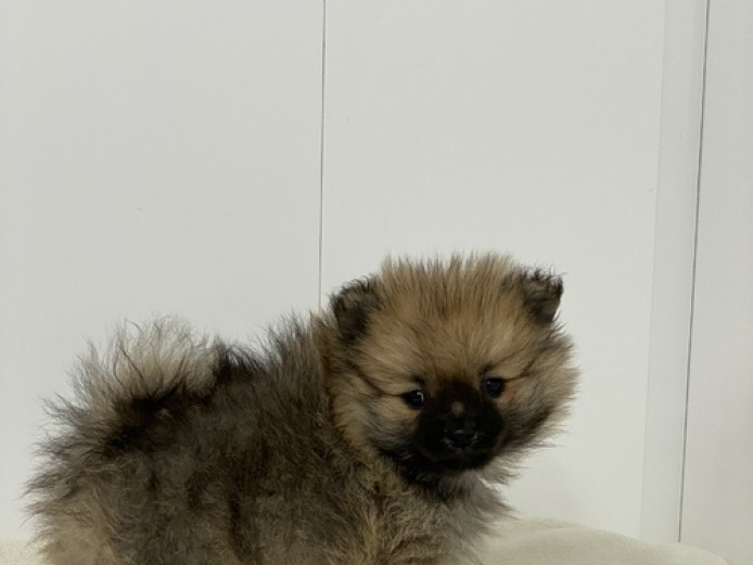 Extreme loyalty, socialized, family raised pure Pom puppies for sale