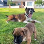 Oustanding Boxer Puppies Ready For Their New Homes.