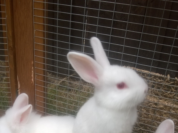 Baby pure bred new Zealand white rabbits for sale