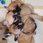 Stunning French Bulldog Babies Kc Reg True to Type