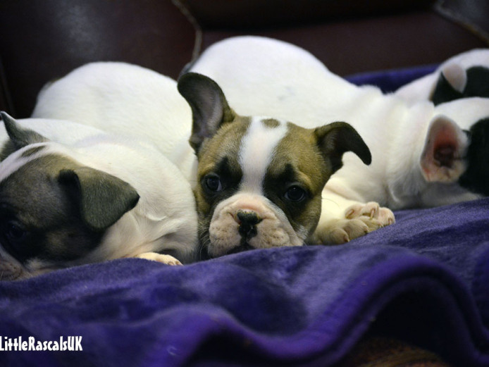 French Bulldog 3/4 Puppies for sale