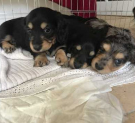 **** Champion Line Miniature Long Haired Dachshund Puppies ****