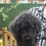 Labradoodle Standard puppies from KC reg parents with range of health testing records