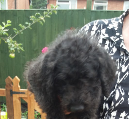 Labradoodle Standard puppies from KC reg parents with range of health testing records