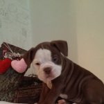 Adorable old tyme bulldogs puppies for sale