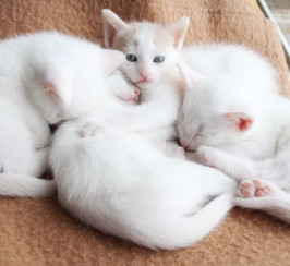 Gorgeous white female kittens