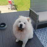 Looking to adopt a chow chow! 