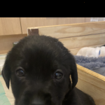 1 female black Labrador puppy