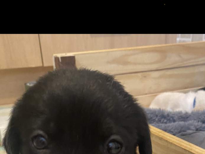 1 female black Labrador puppy