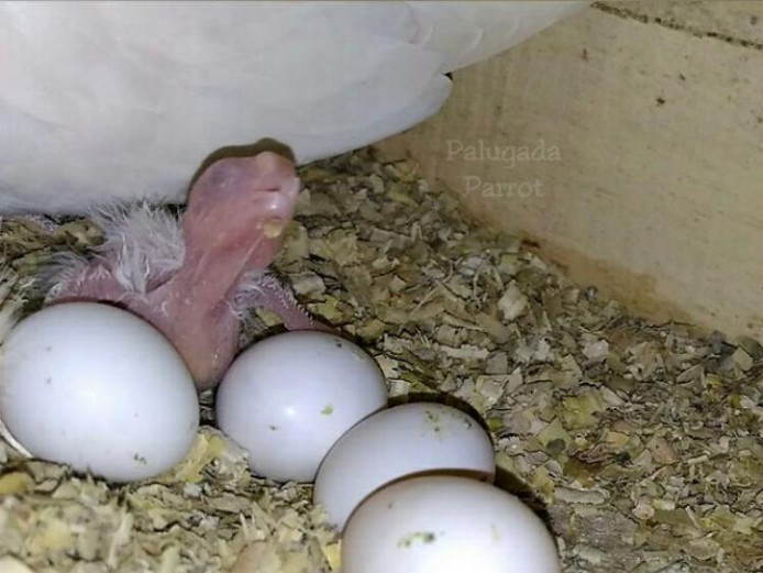 Fertile parrot eggs