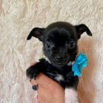 3 Gorgeous Chihuahua Puppies ready to go 31st October