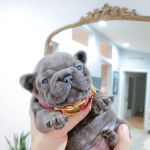 PRICE D!***Outstanding Quality French Bulldogs*READY NOW