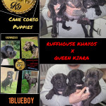 KROWNED K9 CANE CORSO PUPPIES 