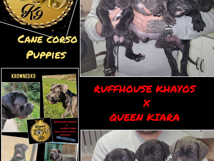 KROWNED K9 CANE CORSO PUPPIES 